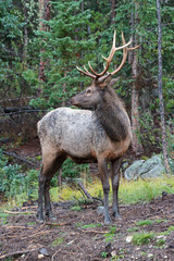 Elk of The Colorado Rocky Mountains