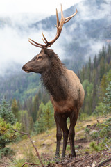 Elk of The Colorado Rocky Mountains