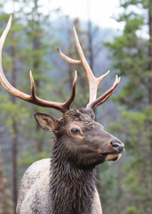 Elk of The Colorado Rocky Mountains