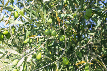 Olive tree in a park