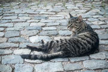 Fototapeta premium portrait de chat tigré allongé sur des pavés
