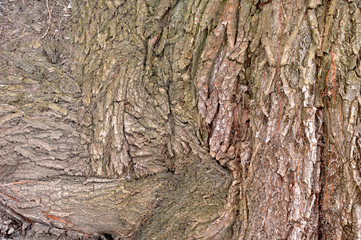 Aging willow bark texture background