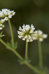 Dorycnium pentaphyllum blooming