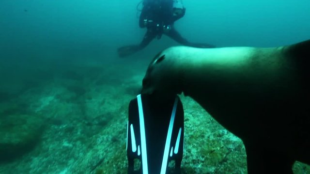 POV Sea Lion bites scuba diver flipper