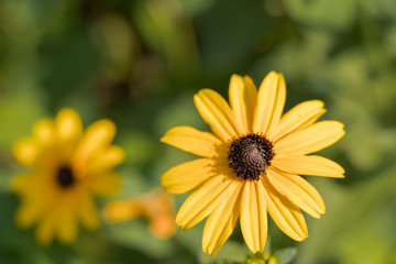 Black Eyed Susan