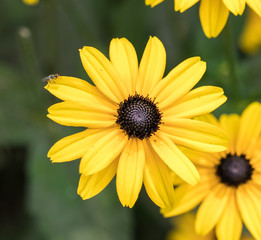 Black Eyed Susan