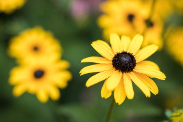 Fototapeta premium Black Eyed Susan