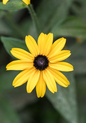 Black Eyed Susan