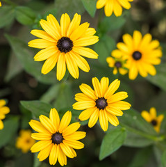 Rudbeckia hirta