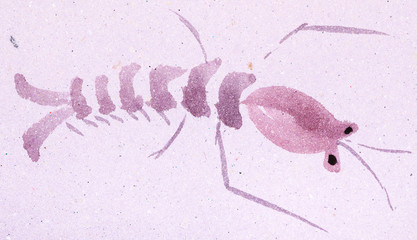 sketch of prawn on pink colored paper