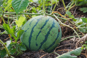 Watermelon on a bed. Watermelon grows in a garden.