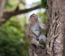 wild monkey on tree