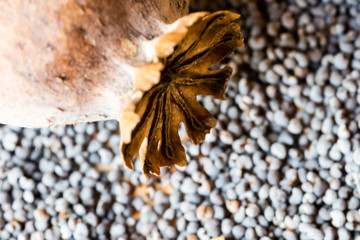 Macro photography of poppy heads and poppy seeds