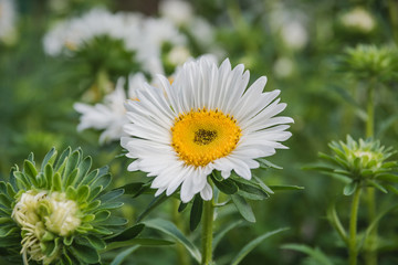 Fototapeta premium Flowers on a bed. White, beige flowers in a garden.