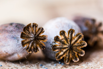 Macro photography of poppy heads and poppy seeds