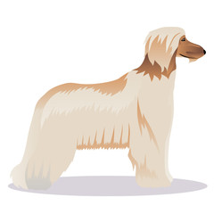 Afghan hound pale