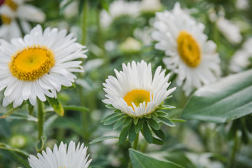 Obraz premium Flowers on a bed. White, beige flowers in a garden.