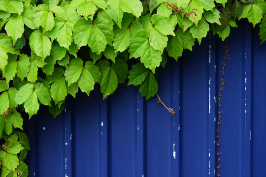 Green leaf vine on the blue metal sheet panel / nature background with the copy space