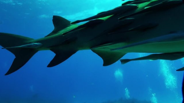 Caribbean reef shark with remoras swims in Bahamas, POV