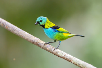 Green-headed Tanager