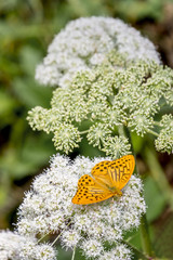 Mariposa
