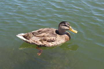 Fototapeta premium Mallard on the lake