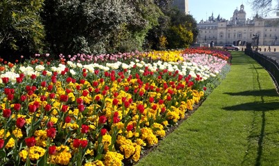 London Flowers I