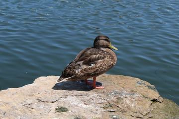 Mallard on the lake