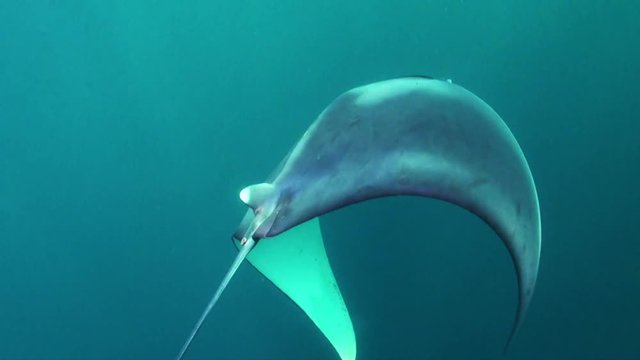 POV, mobula ray swims off coast of Mexico