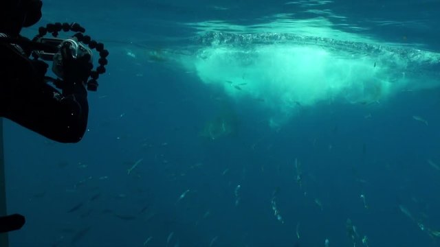 Divers photograph great white shark, POV