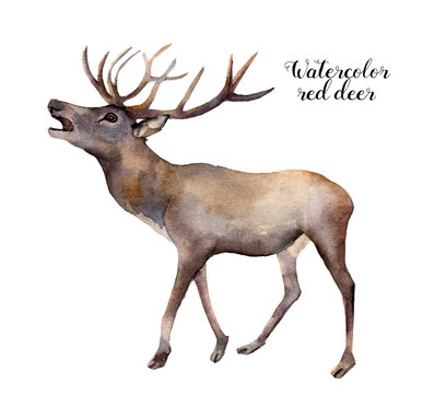 Watercolor red deer. Hand painted wild animal illustration isolated on white background. Christmas nature print for design. 
