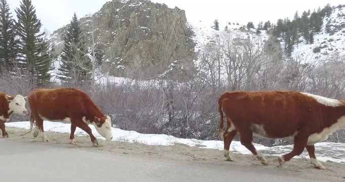 Cattle Cow Herd Walking Along Colorado Rocky Mountain Road