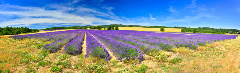 Fototapeta na wymiar Panorama of lavender field
