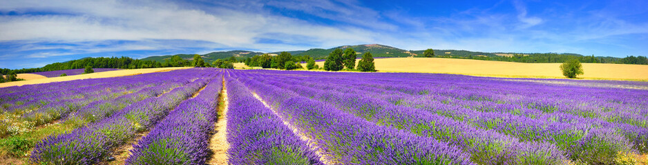 Panorama of lavender field - obrazy, fototapety, plakaty