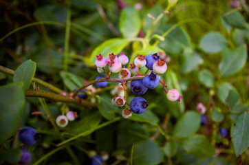 Wild Blueberries