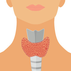 Thyroid gland vector illustration