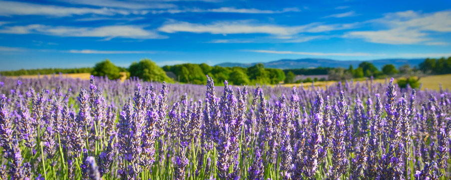 Fototapeta Lavender