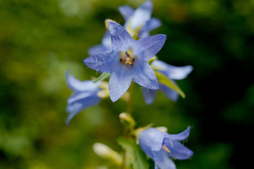 Spring flowers in the forest