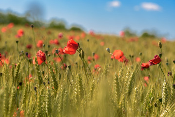 Obraz premium Pole maków