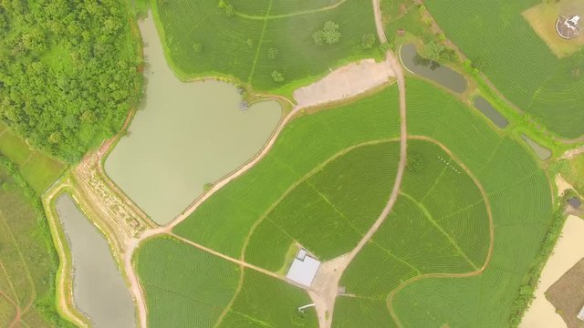 Aerial view of Tea plantation, Shot from drone