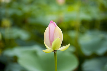 A bud of lotus