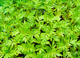 Texture of marigold seedling leaf in the seedling basket