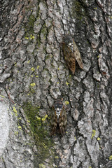 日本の昆虫「蝉（アブラゼミ）」夏を精一杯生きる、夏の日、カモフラージュなどのイメージ