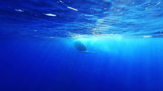 Sperm Whale swim along surface of ocean