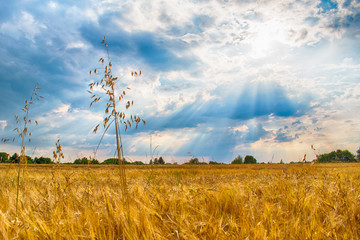 Fototapeta na wymiar HDR photo of field of ripe barley