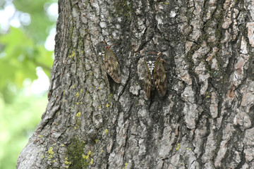 日本の昆虫「蝉（アブラゼミ）」夏の日、暑い夏、涼む、