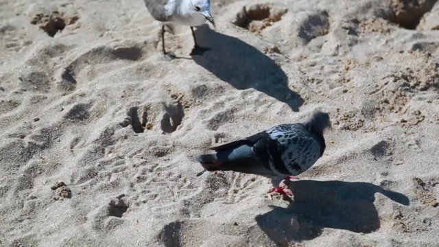 Close-up of pigeons walking on the sand at beach
