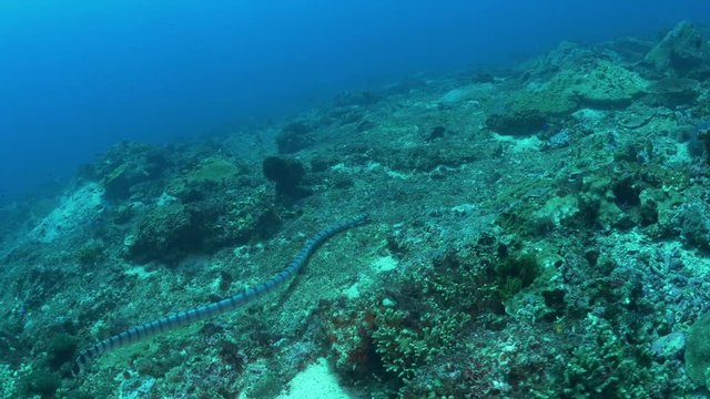 Deep ocean POV, sea snake swims on ocean floor