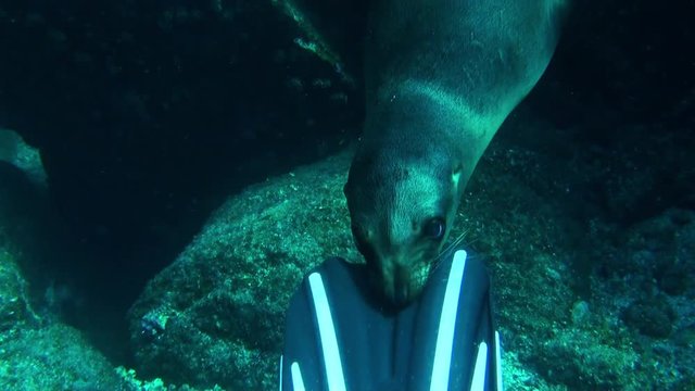 POV Sea Lion bites scuba diver flipper