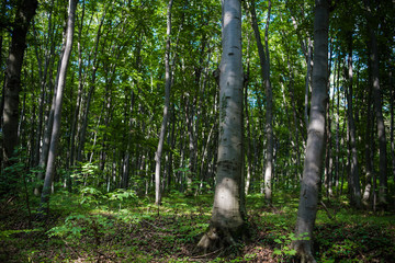 Beech forest